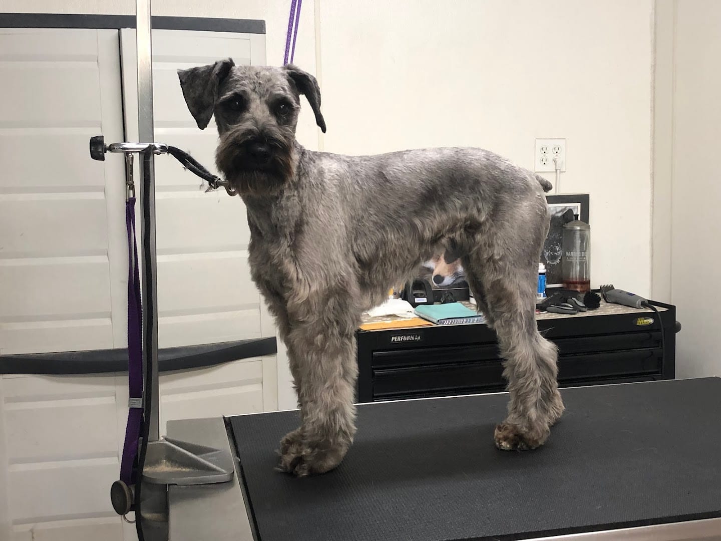 LONE WOLF GROOMING, LLC, photo 4