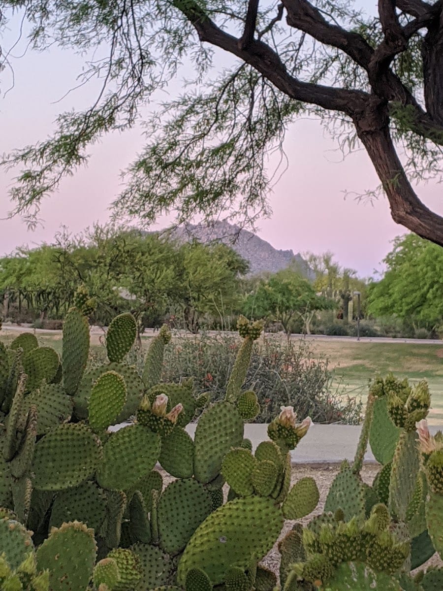 Sonoran Hills Park