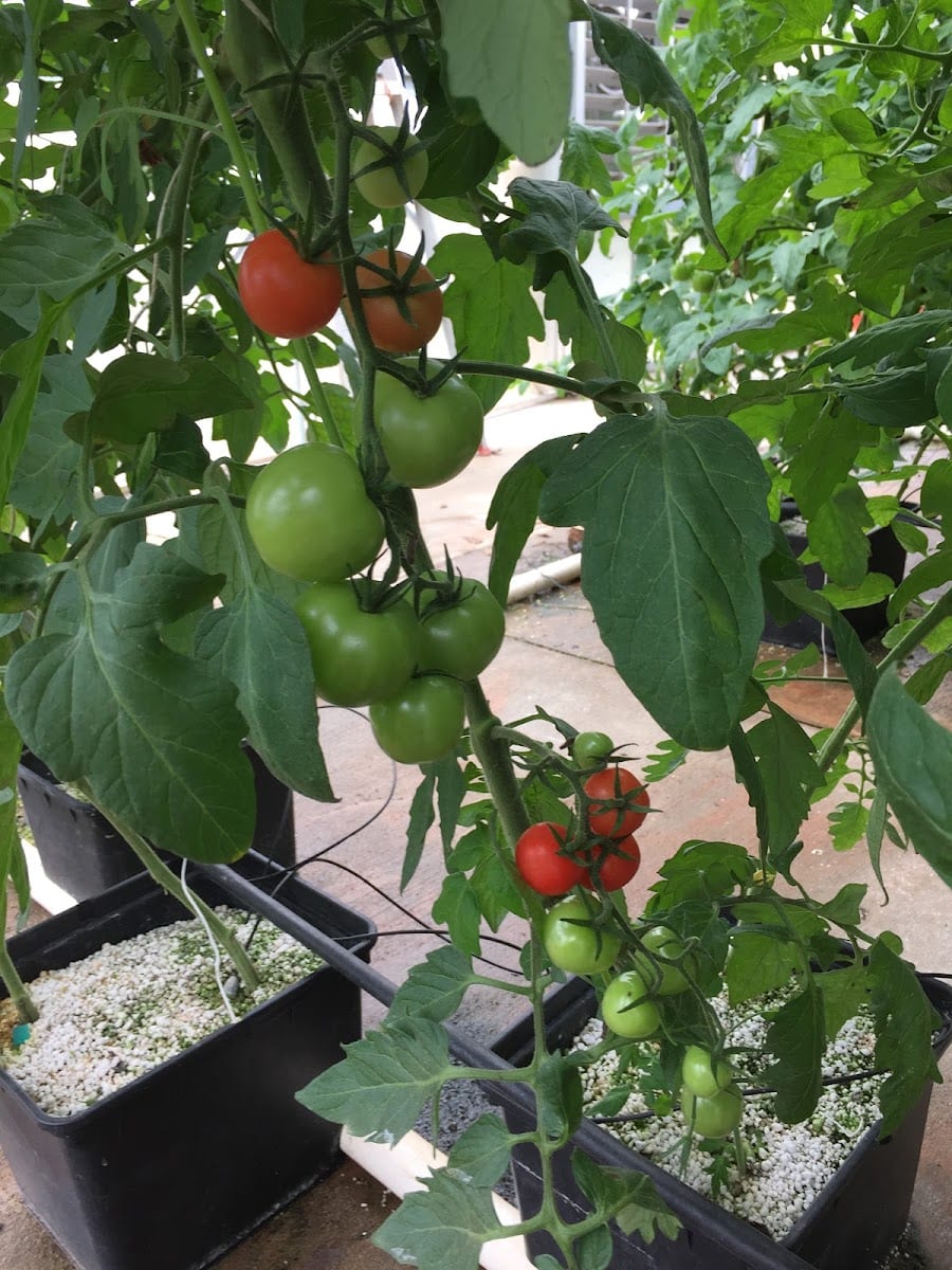 Hurricane Creek Farms, photo 3