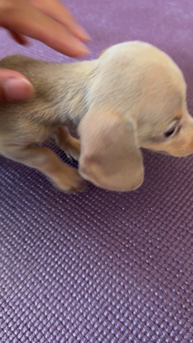 Mindful Puppy, photo 3