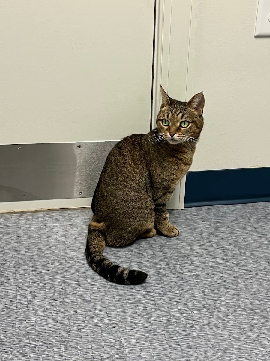 Southpaw Animal Clinic of Madison, photo 4