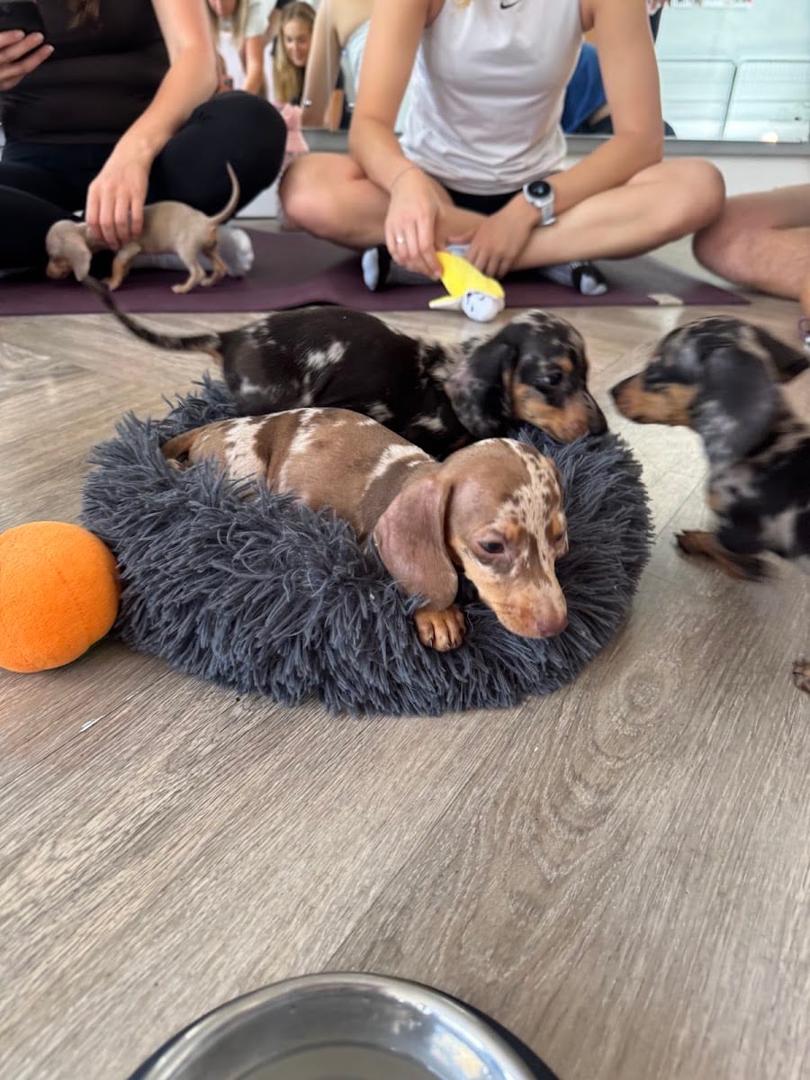 Mindful Puppy