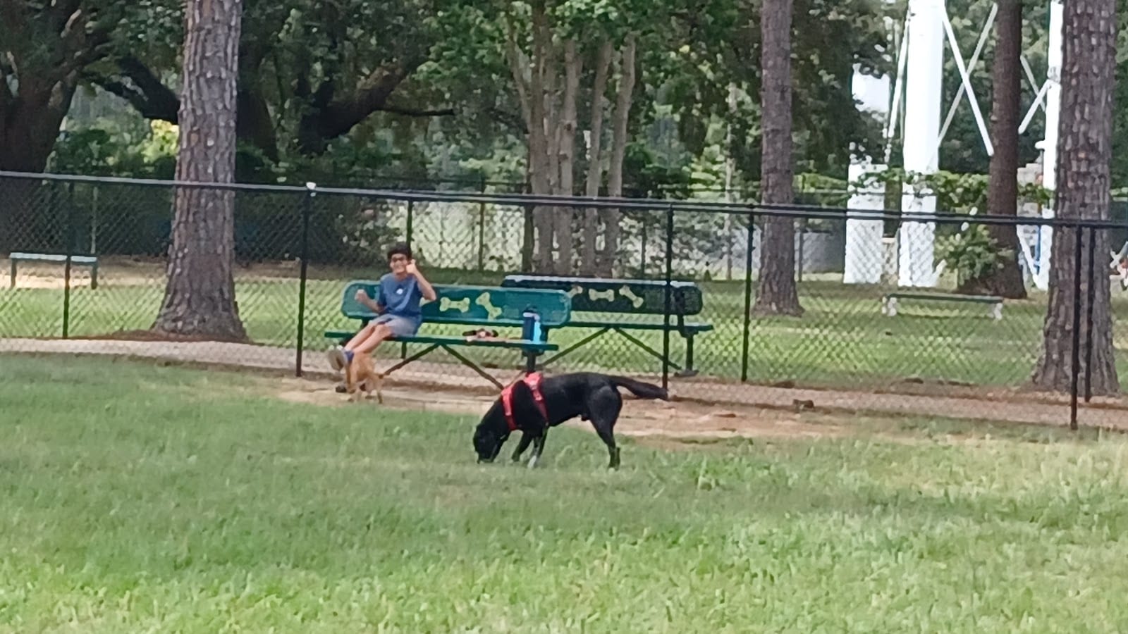 K9 Corner