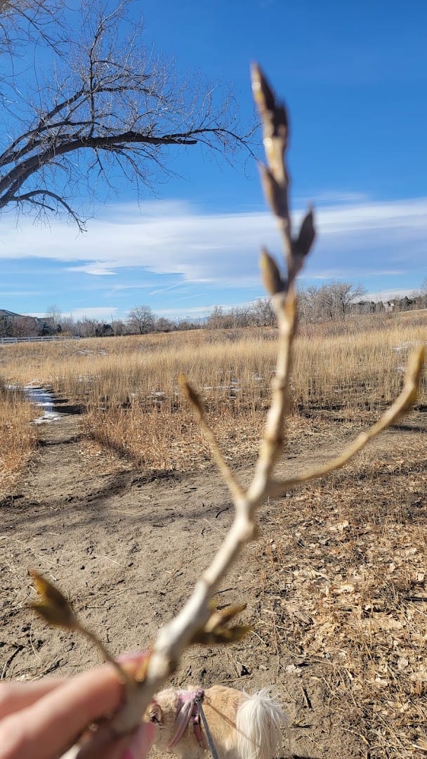 Greenfield Park, photo 2