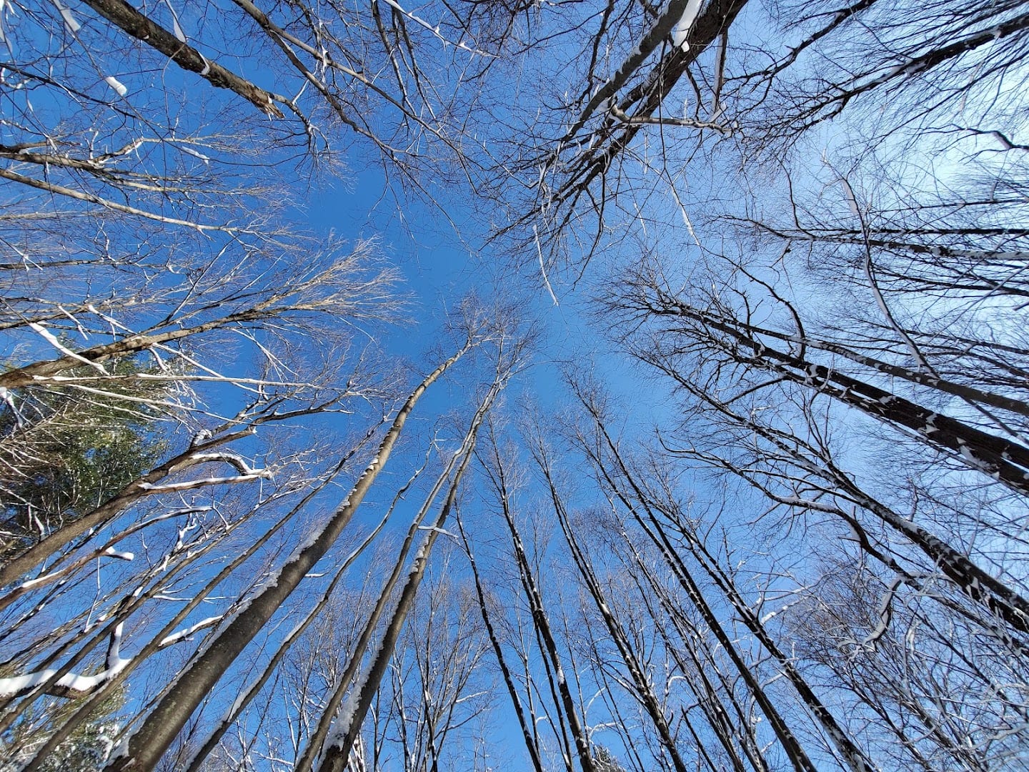 Hemlock Trail, photo 3