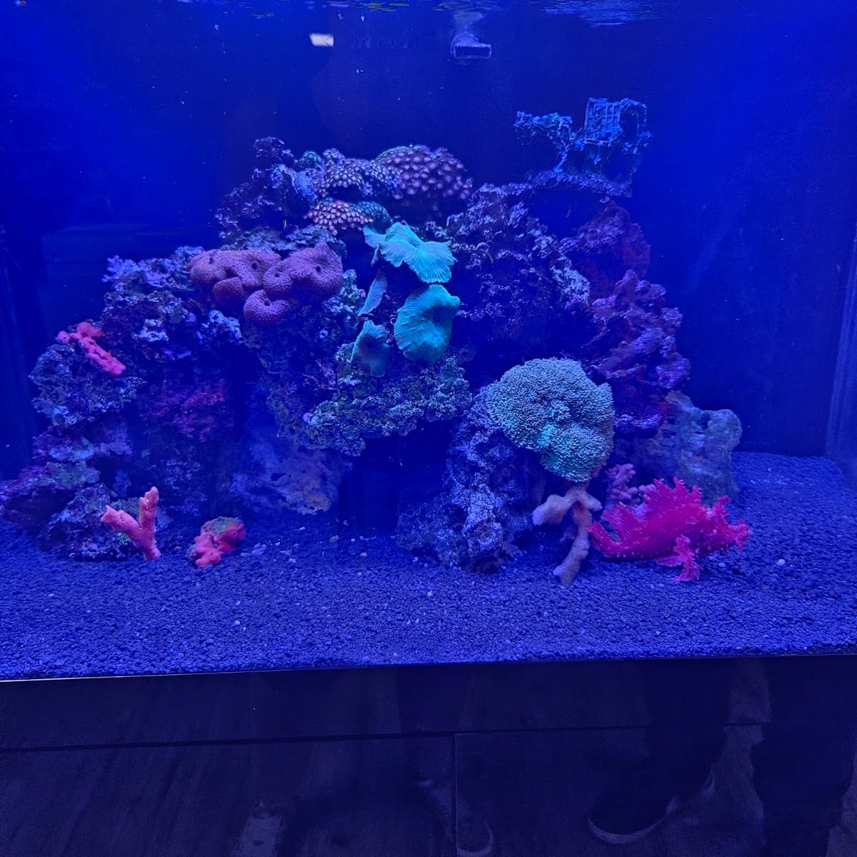 Gulf Coast Aquarium and Pets, photo 4