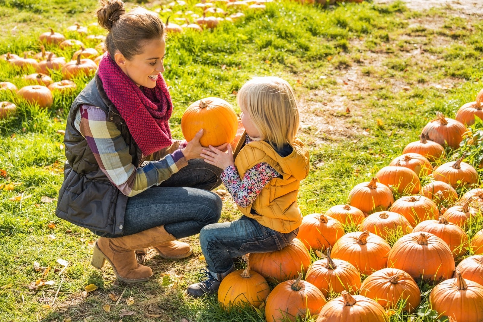 Amazing Grace Farms | Jacksonville Sunflower & Pumpkin Farm, photo 2