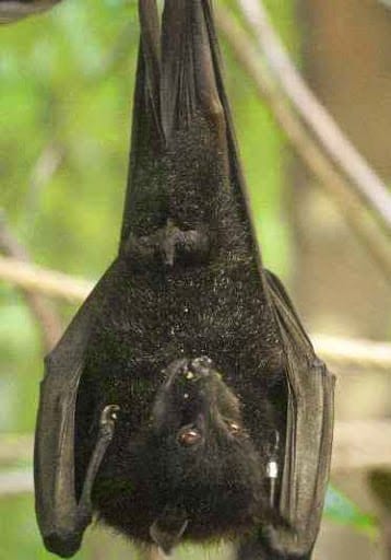 Austin's Wildlife Removal Services, photo 2