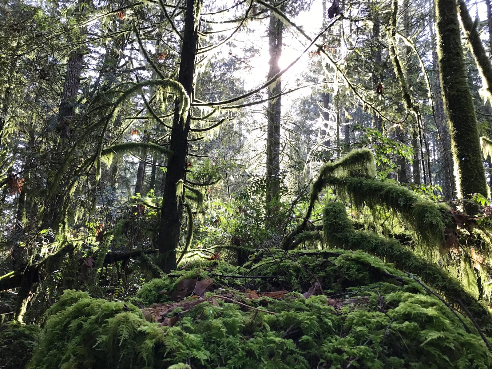 Cooper Crest Park