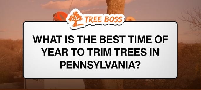 Tree Boss, photo 3