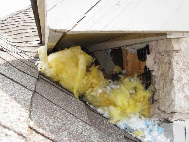 Austin's Wildlife Removal Services, photo 3