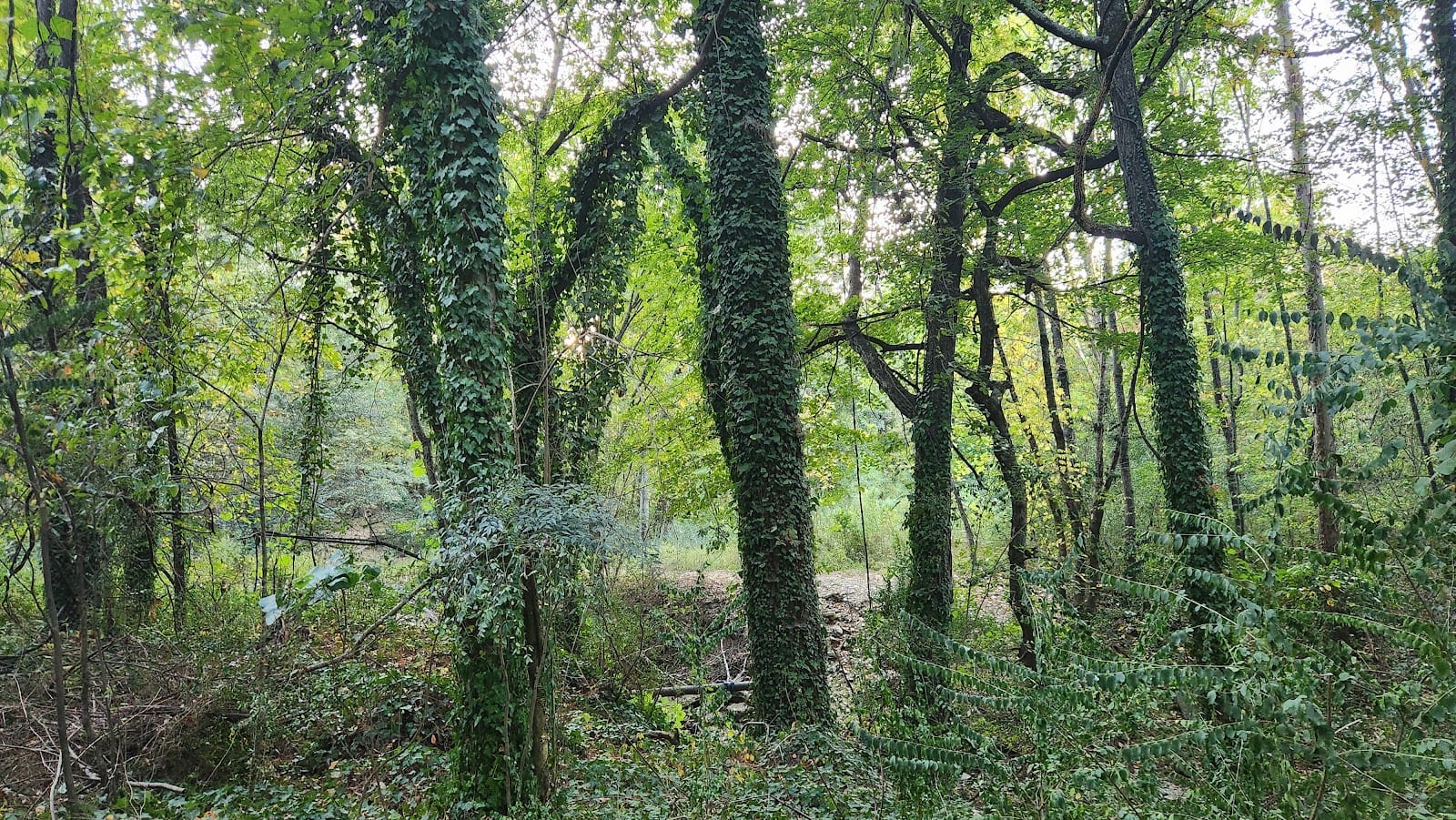 Allsopp Park, photo 2
