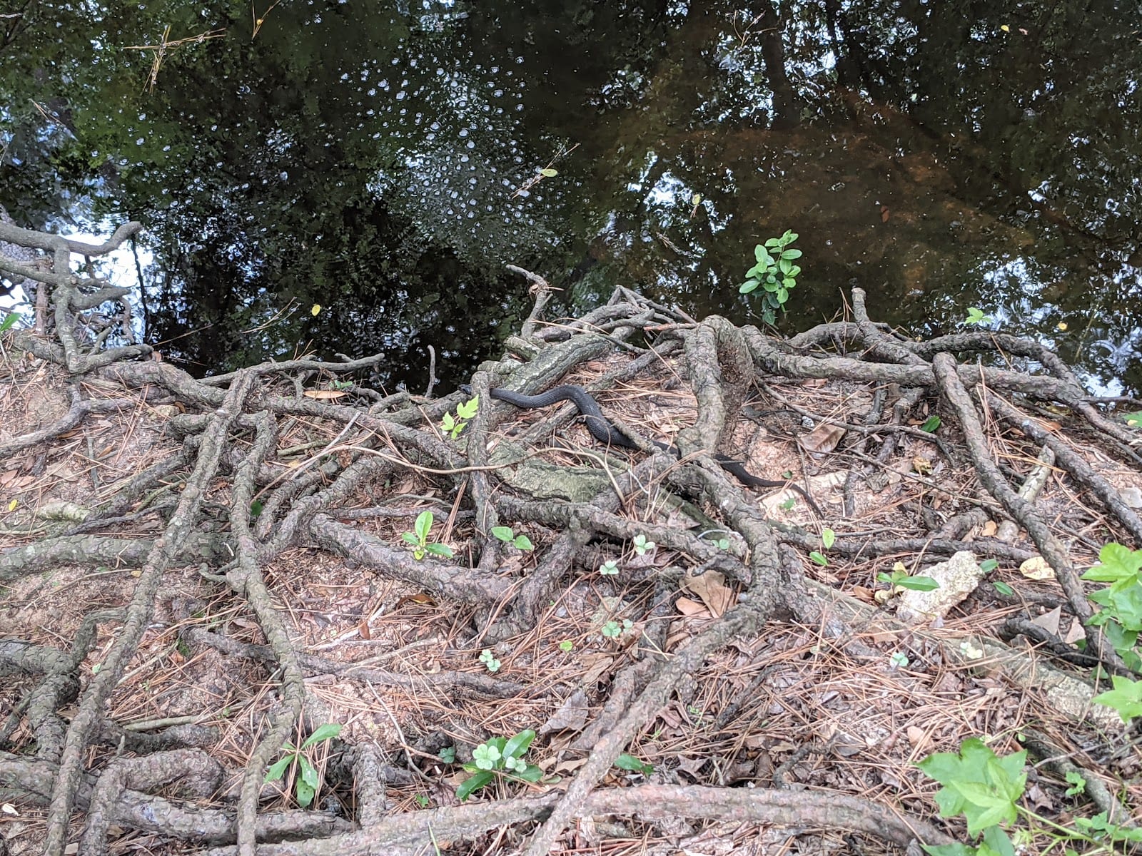 Timbergrove Manor Park, photo 3