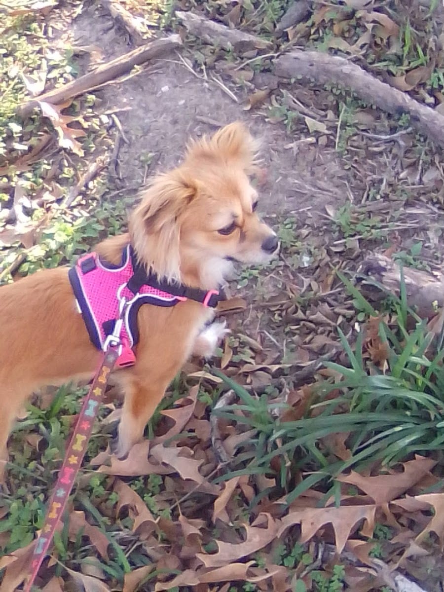 Halbouty Park