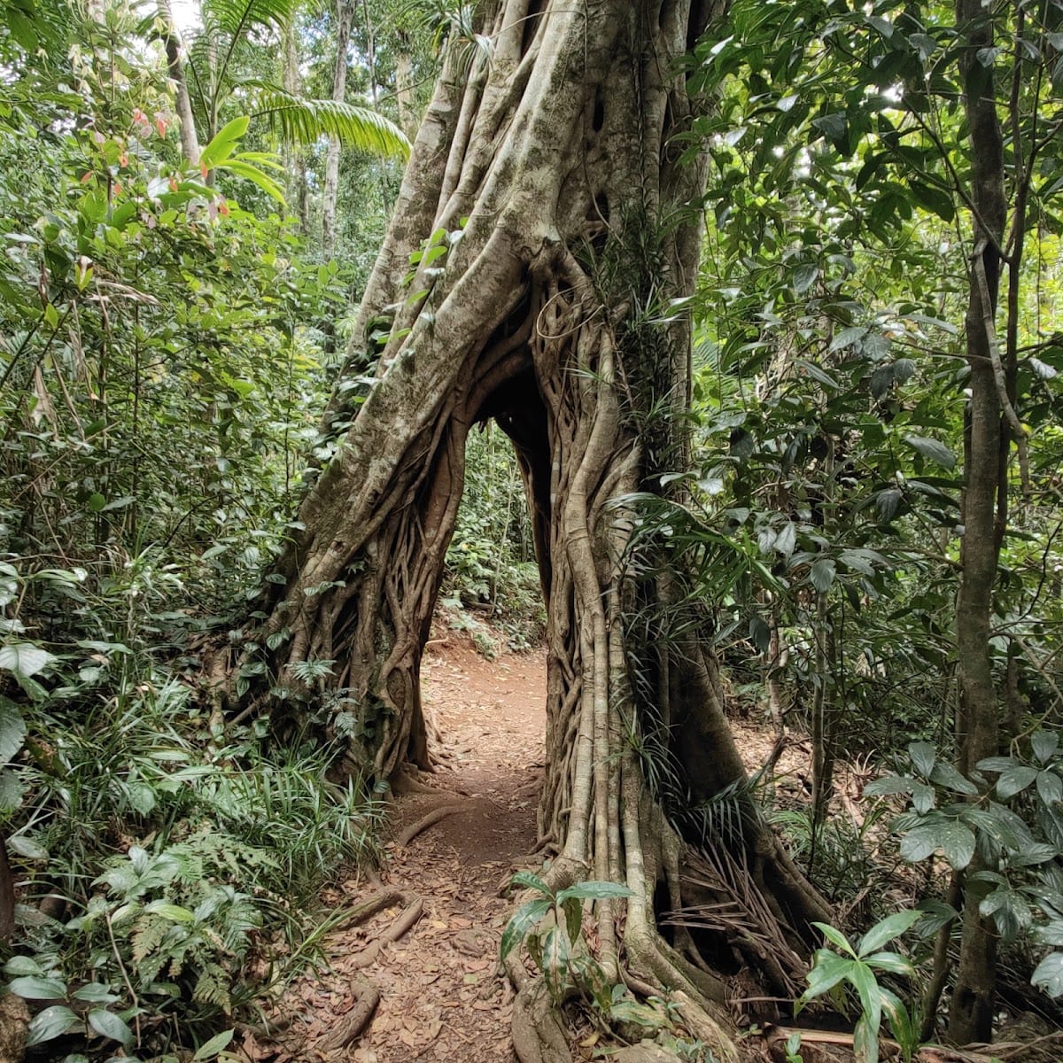 Tree Arch