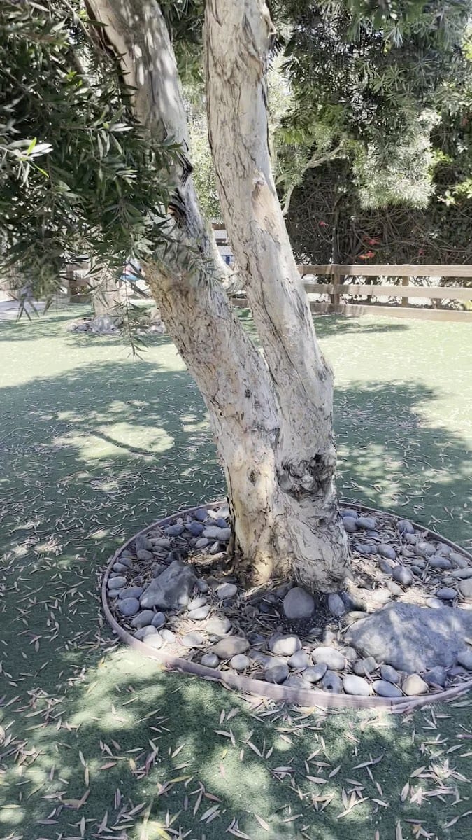 Berry Street Dog Park, photo 2