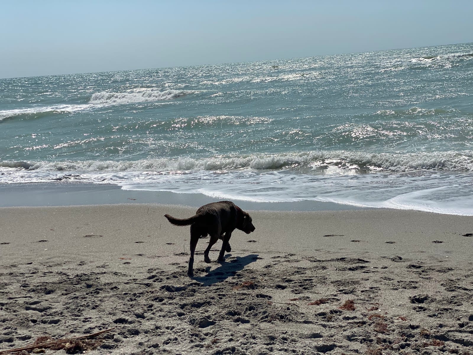 South Brohard Beach Paw Park, photo 3