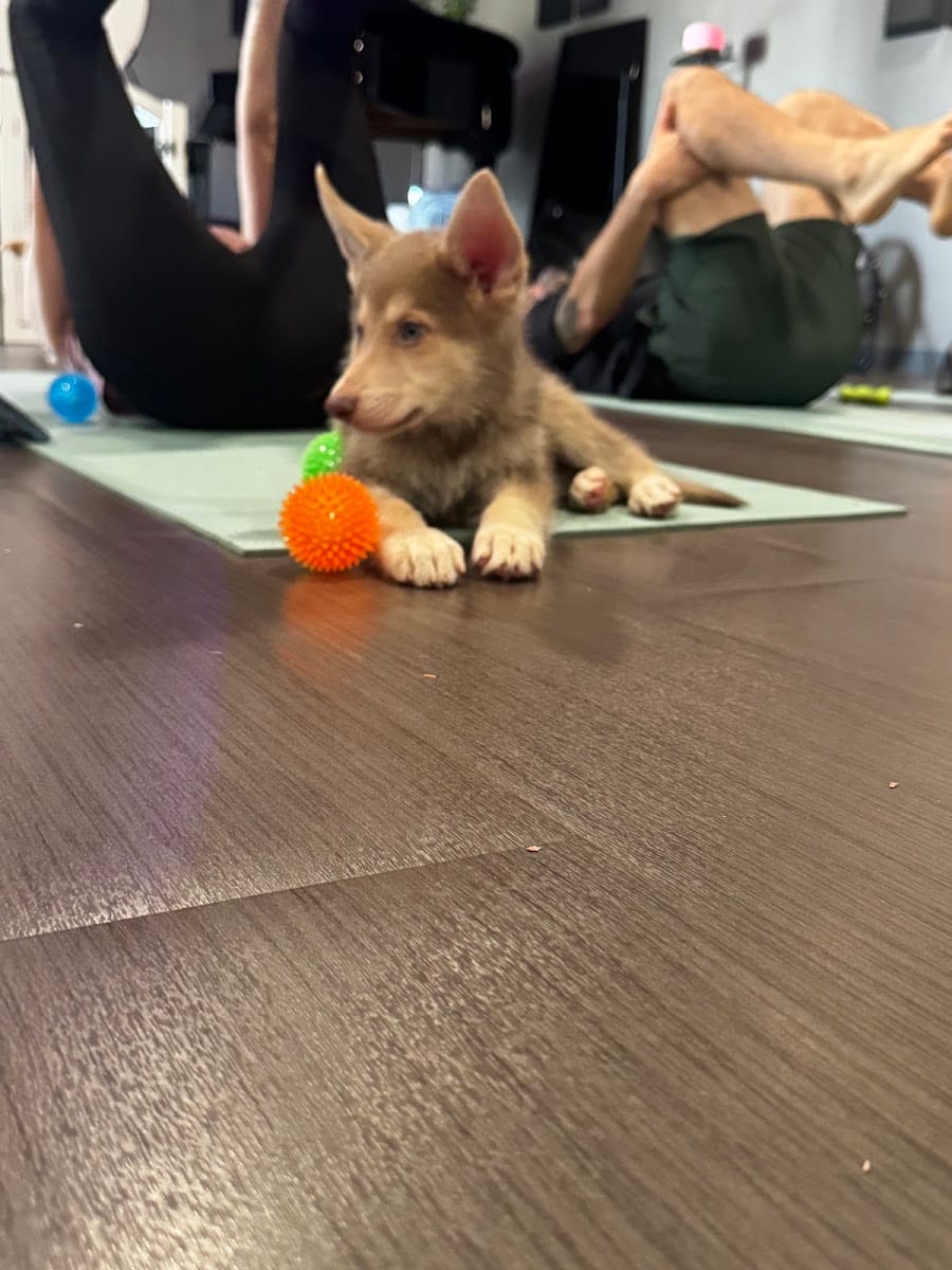 Puppy Yoga Tucson (Puppies Yoga), photo 3