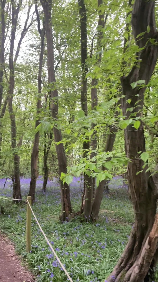 Heartwood Forest, photo 2