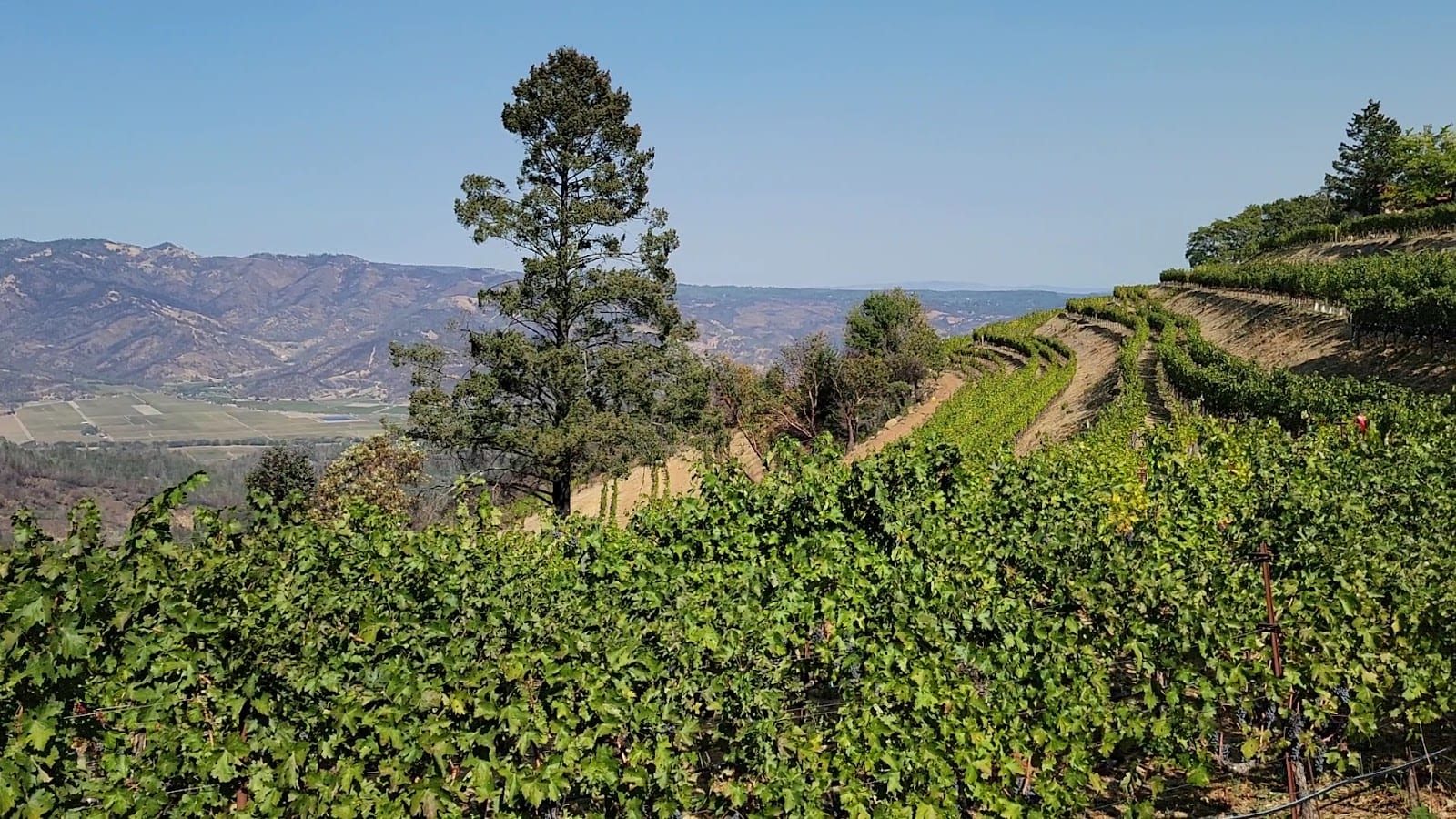 Barnett Vineyards, photo 2
