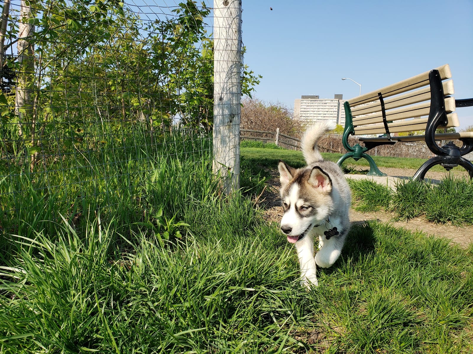 Linkwood Lane Dog Park, photo 3