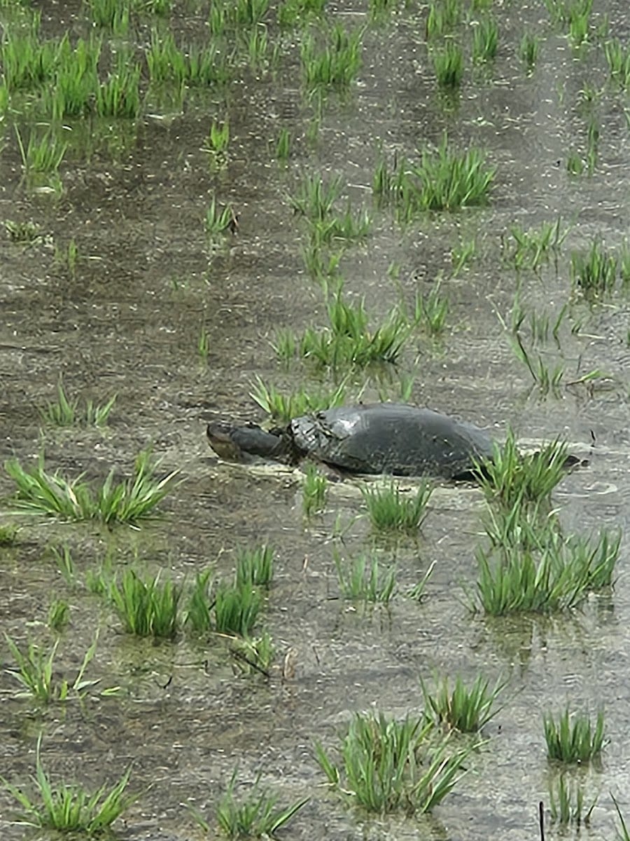 Eagle Marsh East