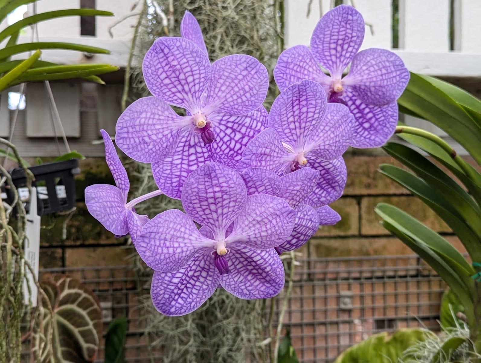 Mackay Orchid House