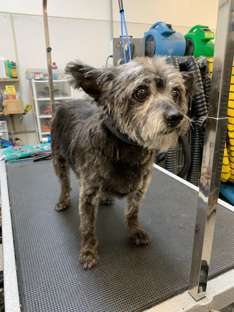 Ace Grooming By Sara, photo 4