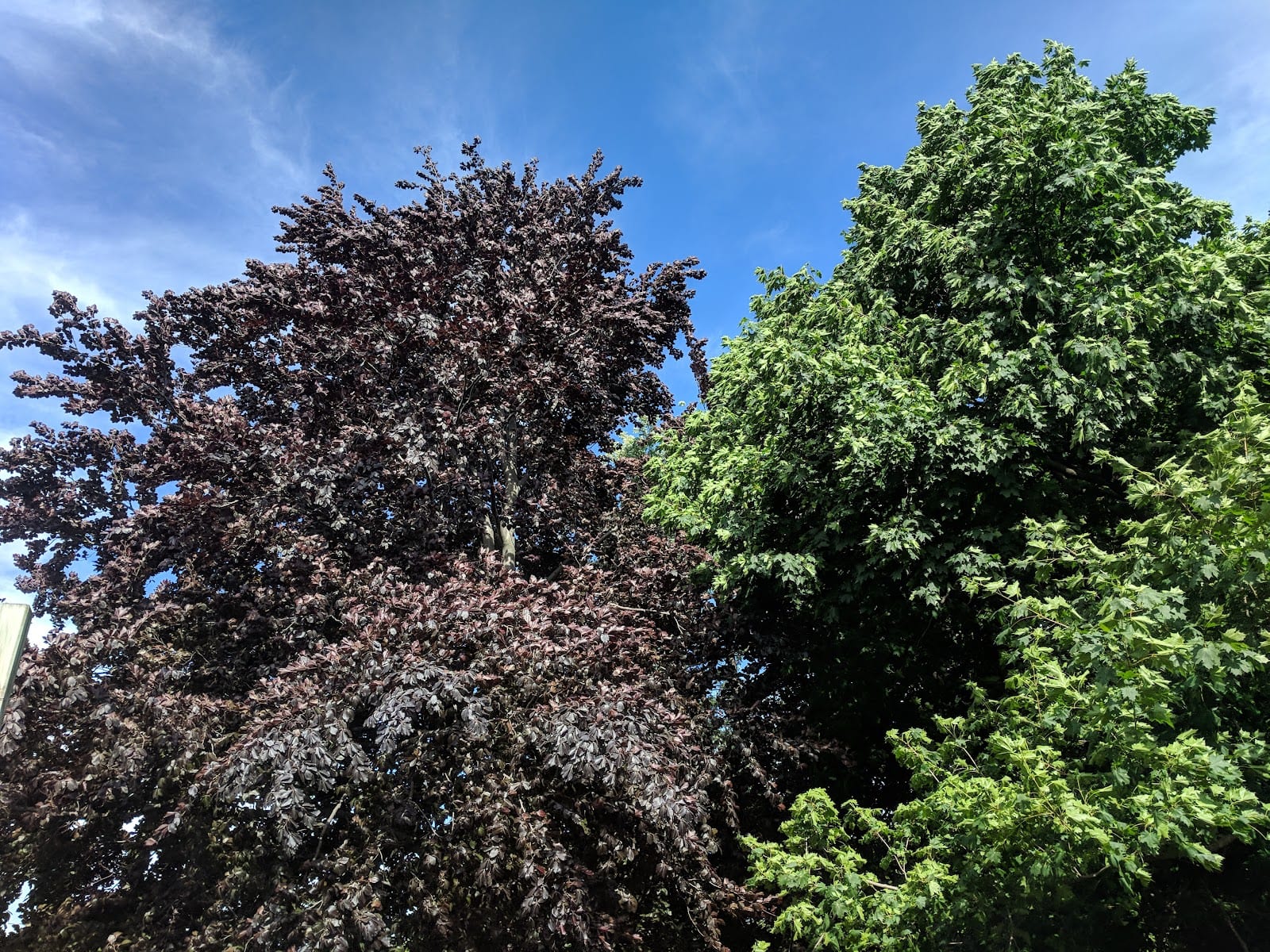 Stafford Park, photo 3