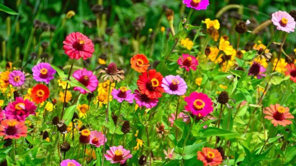 Wildflower Esthetics & Ink