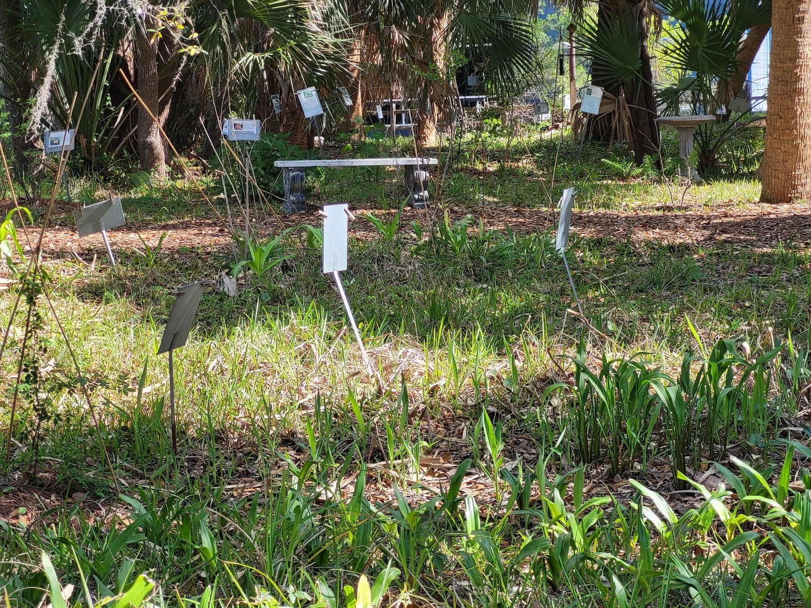 Mary Ola Reynolds Miller Palm Preserve, photo 2
