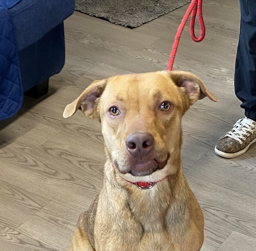 Adoptable Pets - Shelby