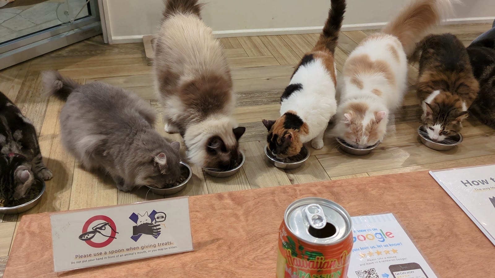Cat Café MOFF International Market Place, photo 2