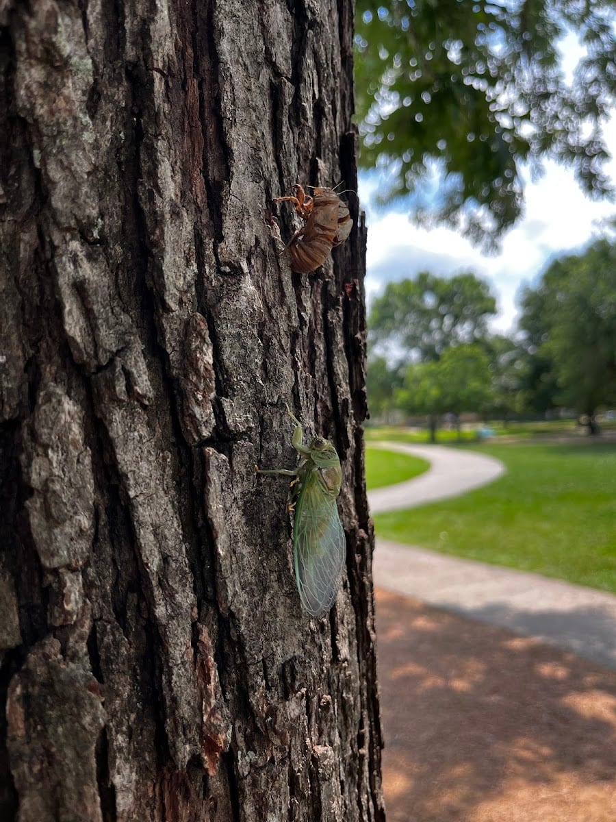 ROE Spark Park