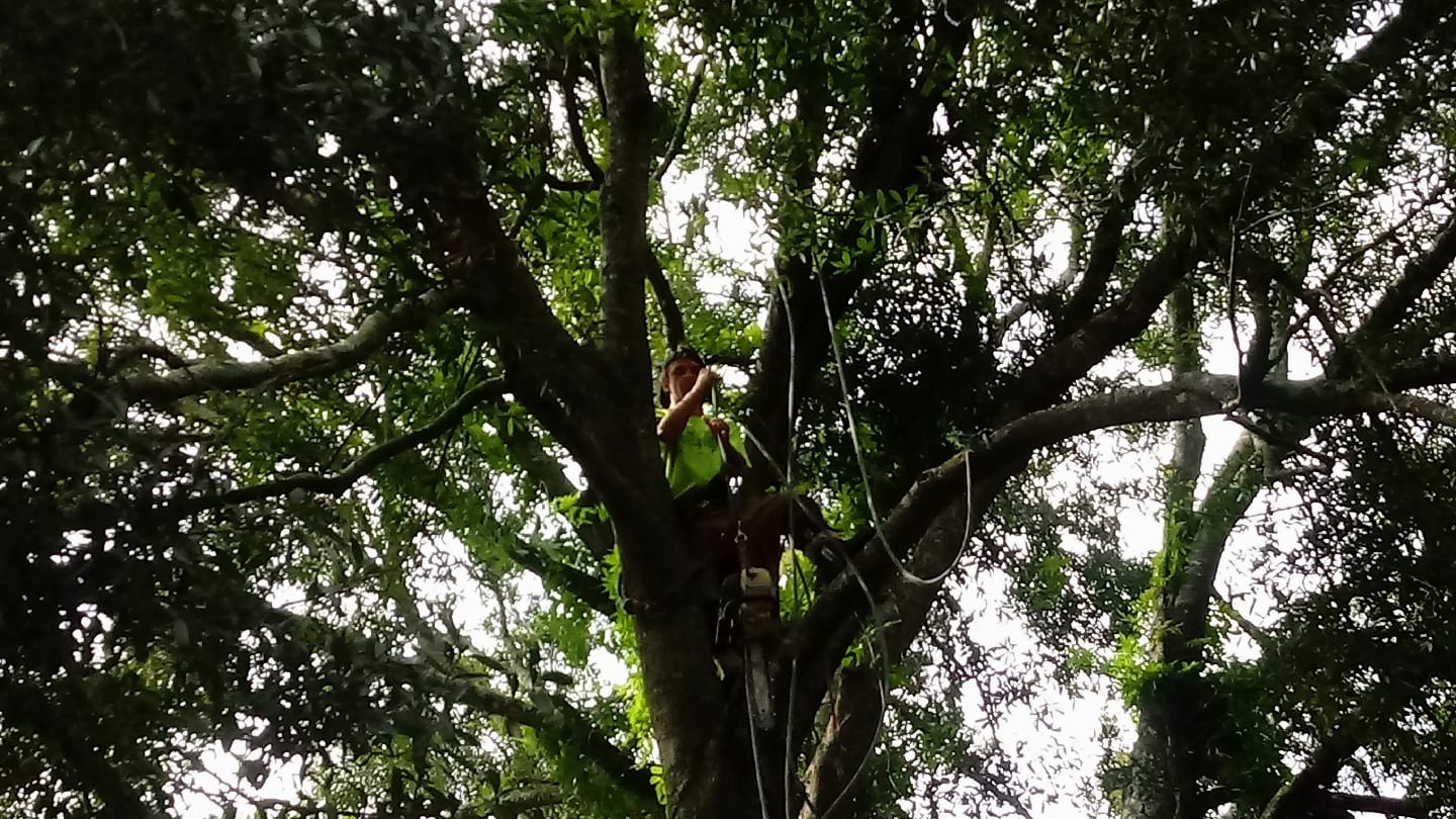 bryan jackson tree service, photo 2