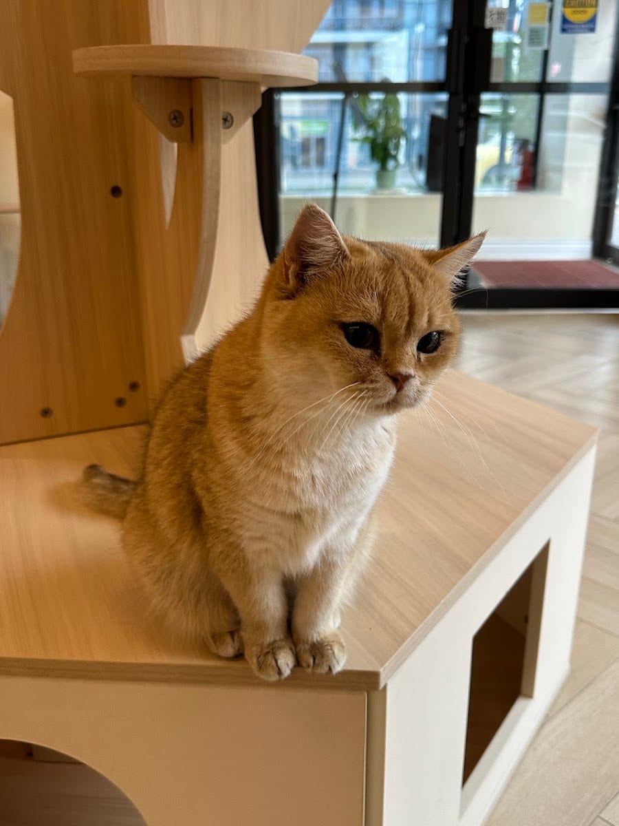Meow Woo Studio, photo 4