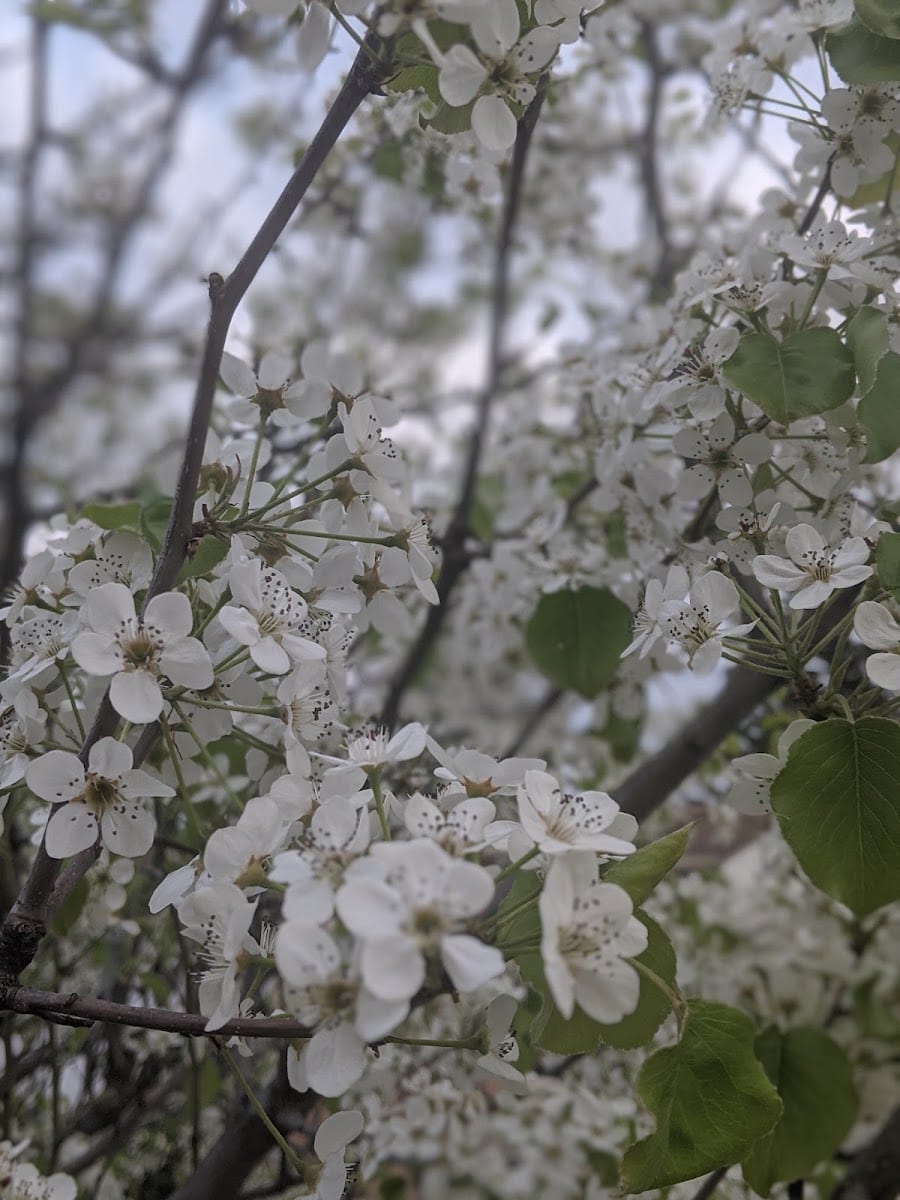 Franklin Park, photo 3