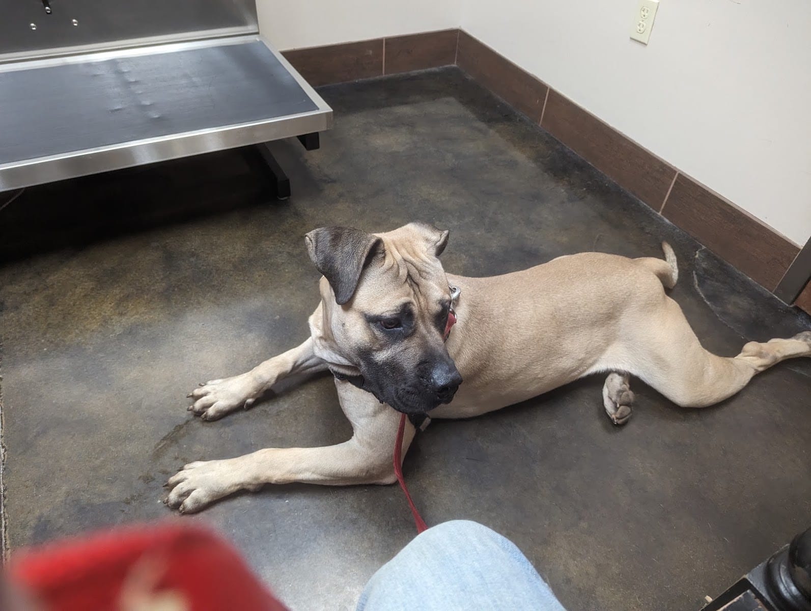 Pet Hospital of Madison, photo 2