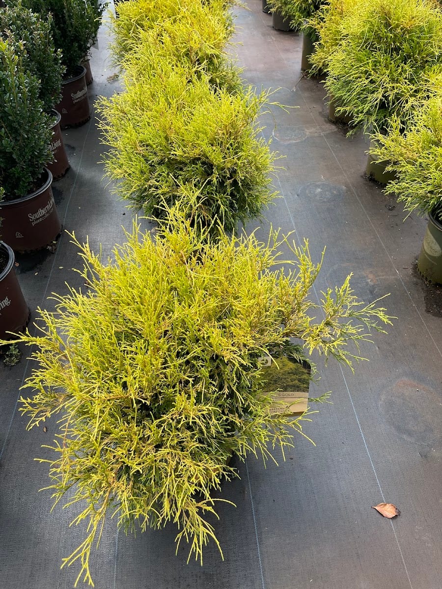 Spring Hill Growers and Landscaping