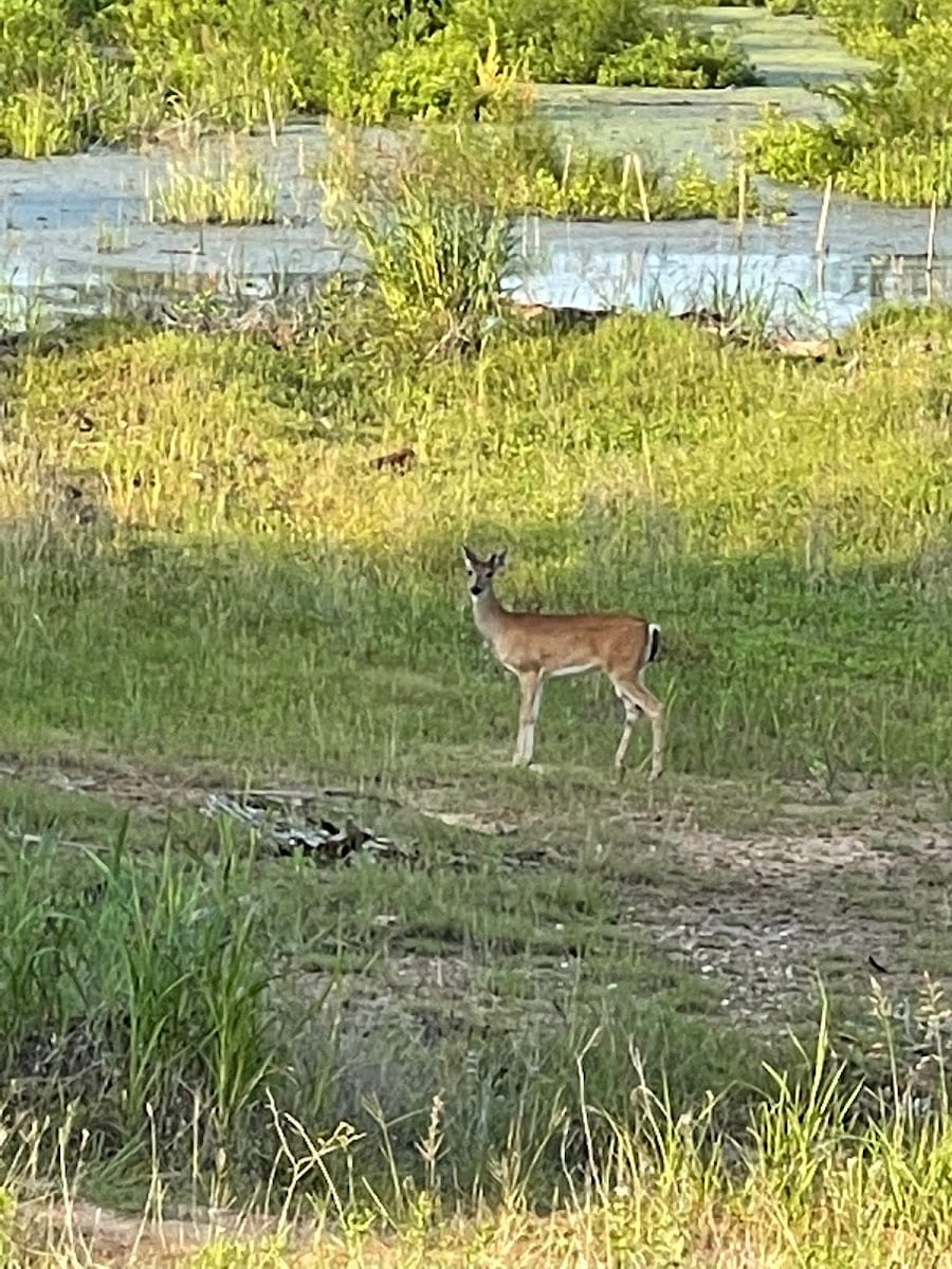 Maple Creek, photo 2