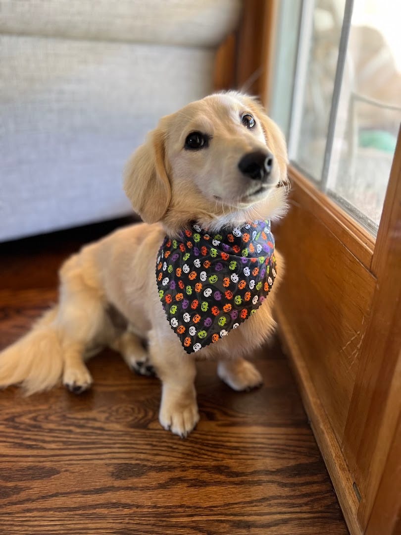Tail Wags Boutique, photo 2