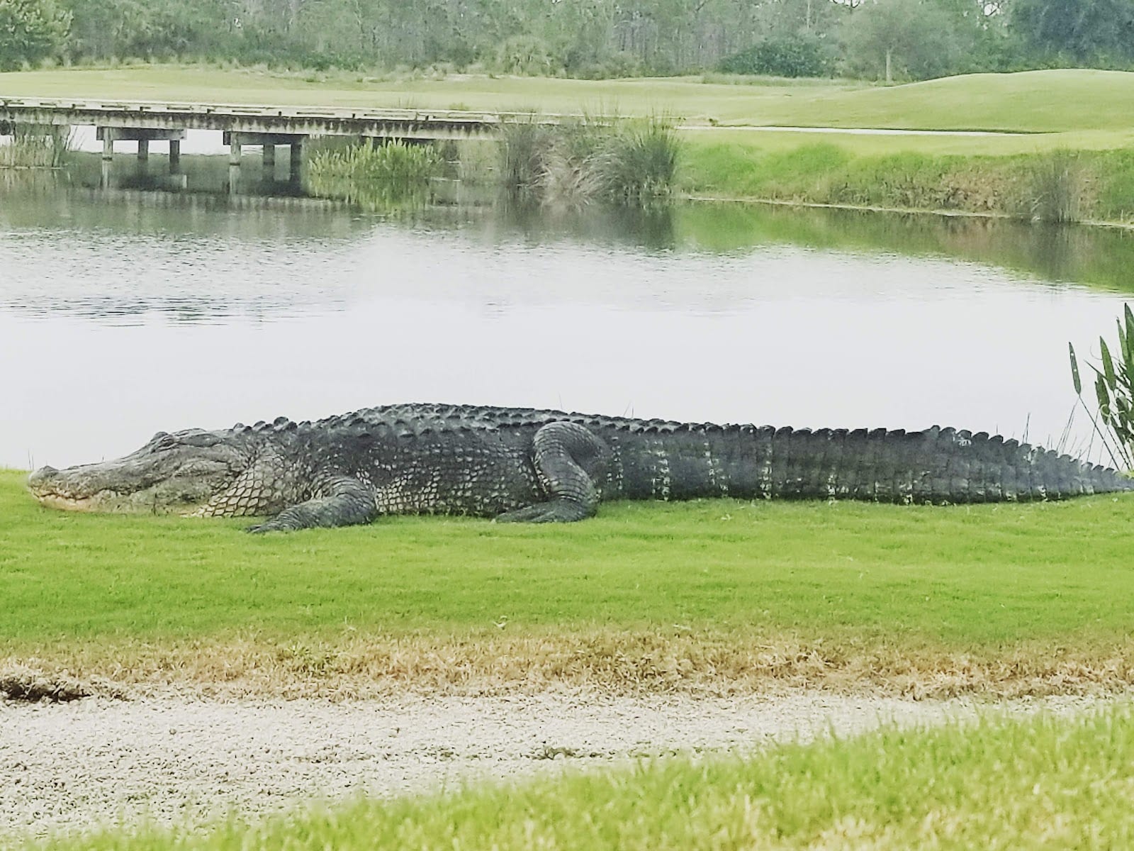 Coral Creek Club
