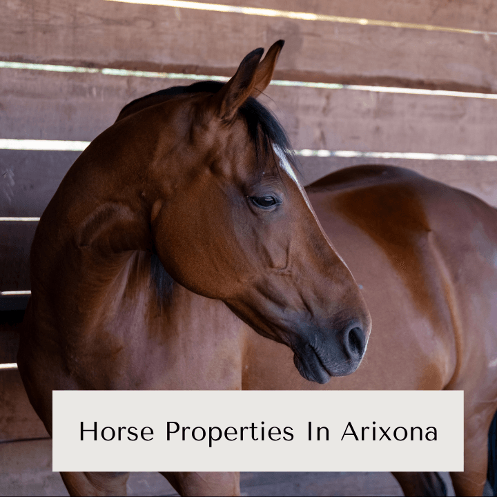 Pam Torgrimson - She Sells Scottsdale