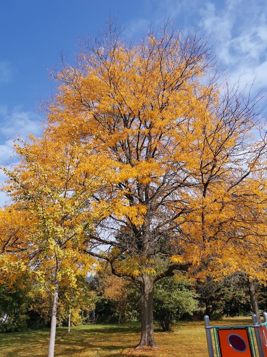 Charlton Park, photo 3