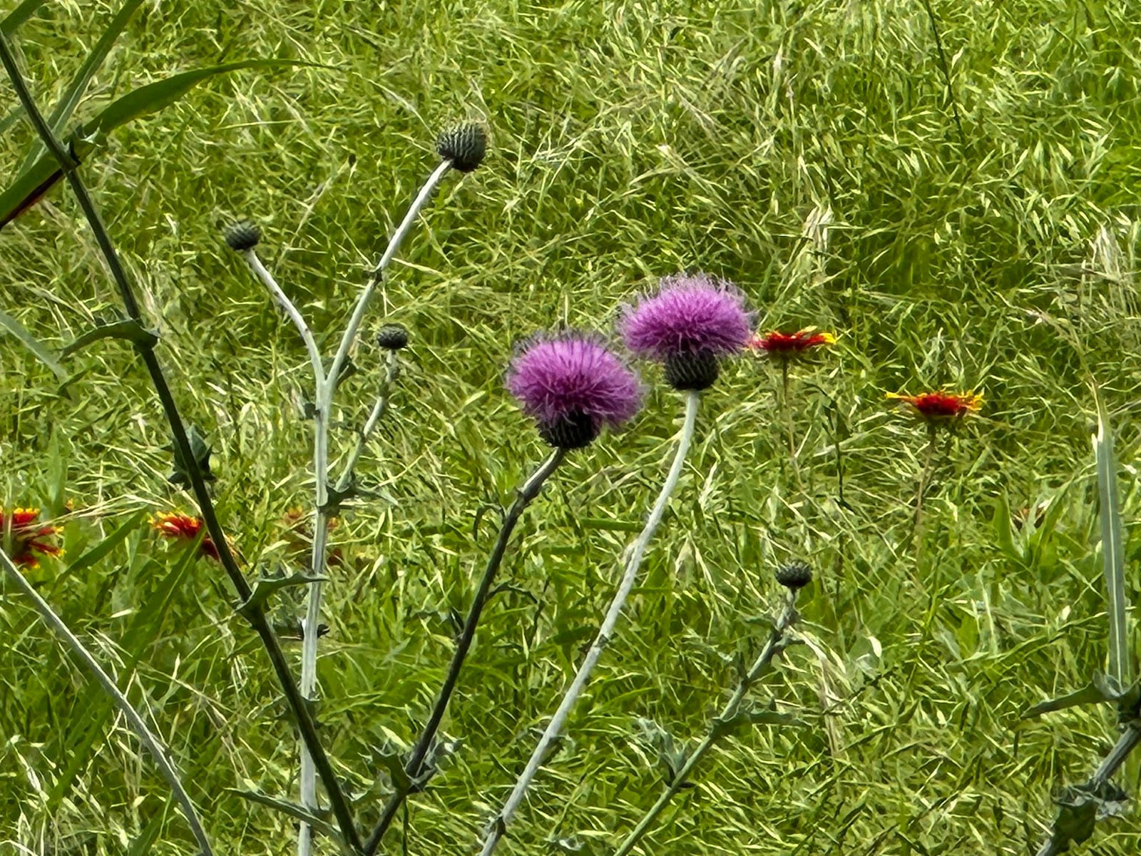 RC Airfield & Wildflower Trail, photo 3