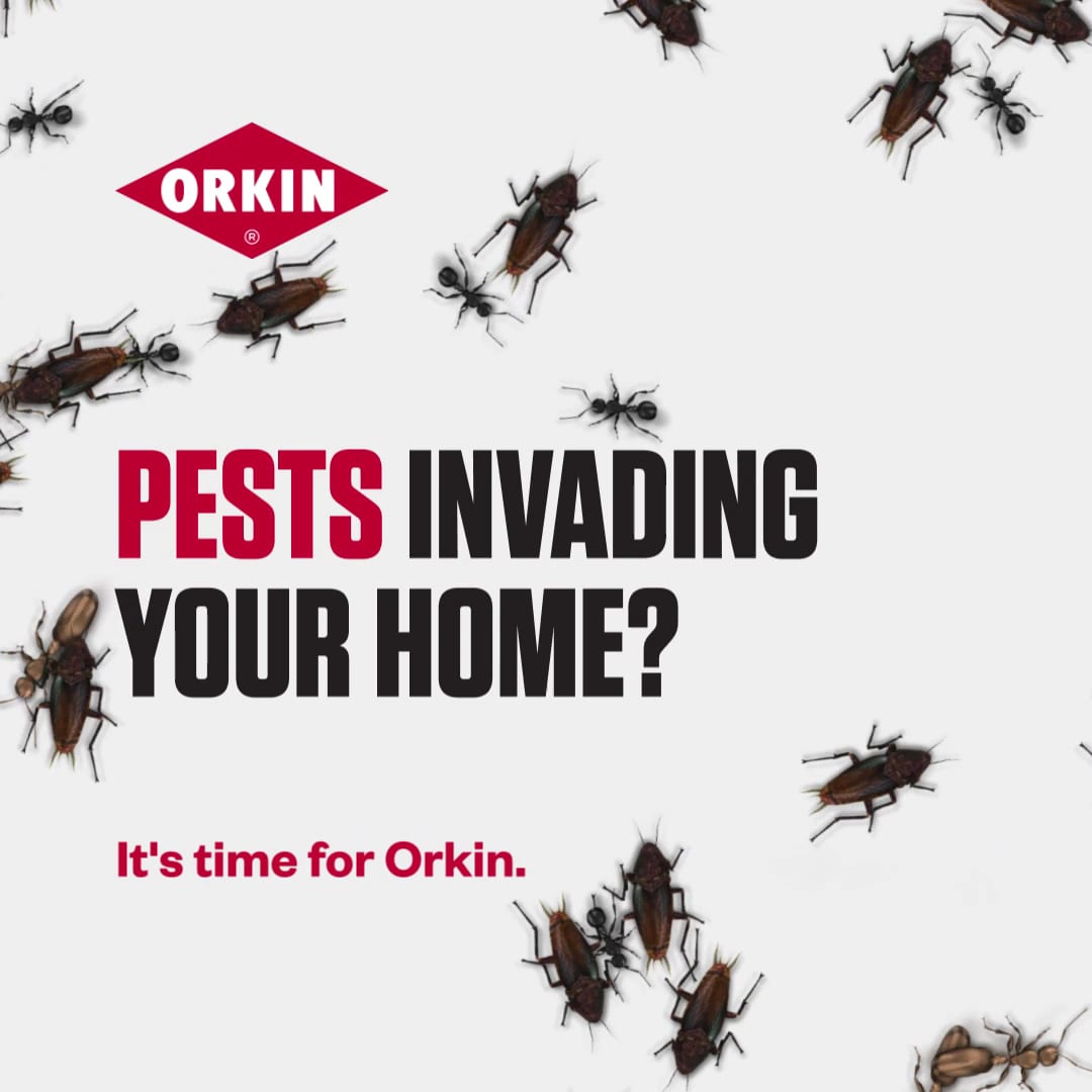 Orkin, photo 3