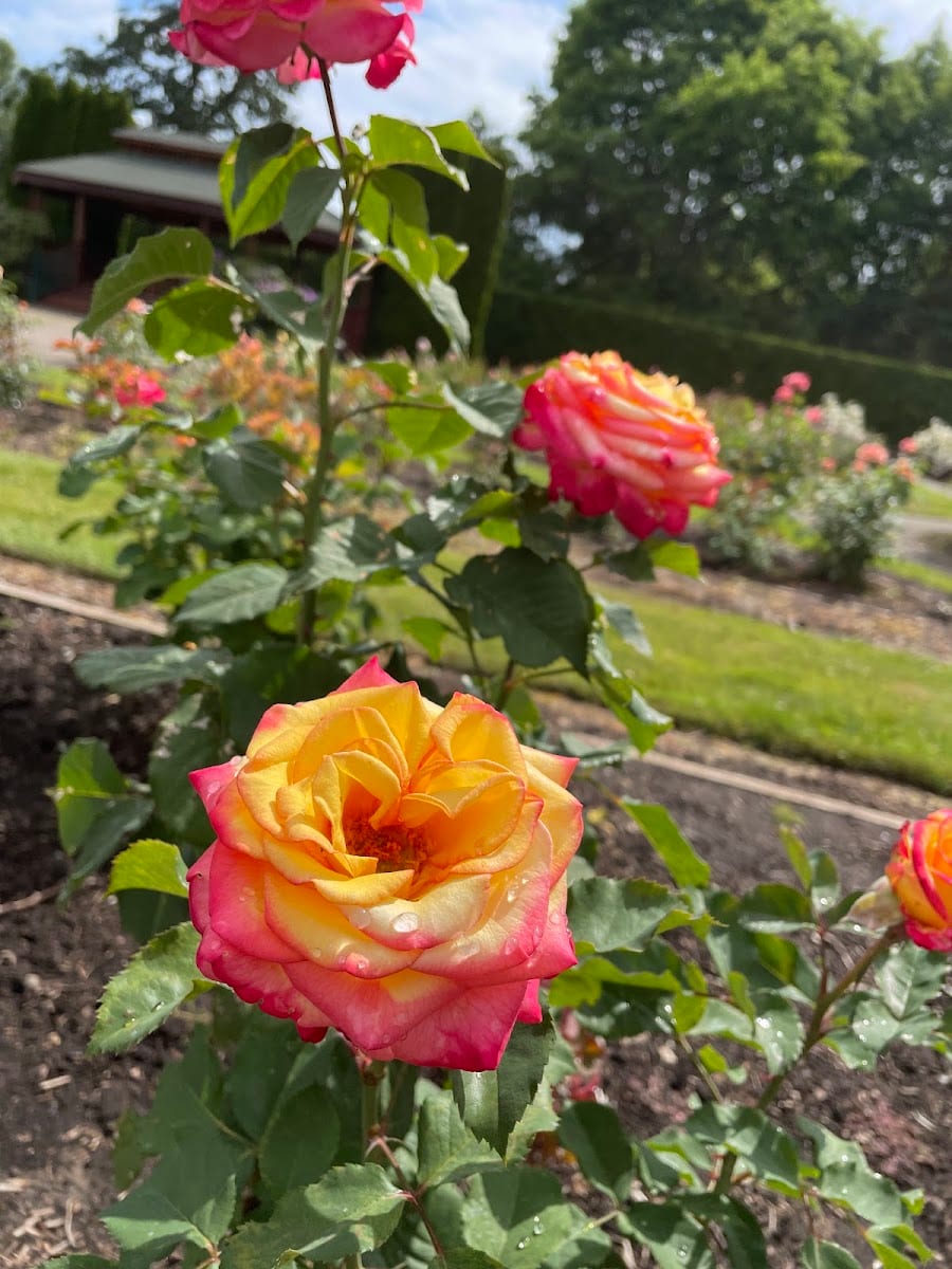 Sara Hite Rose Garden, photo 3