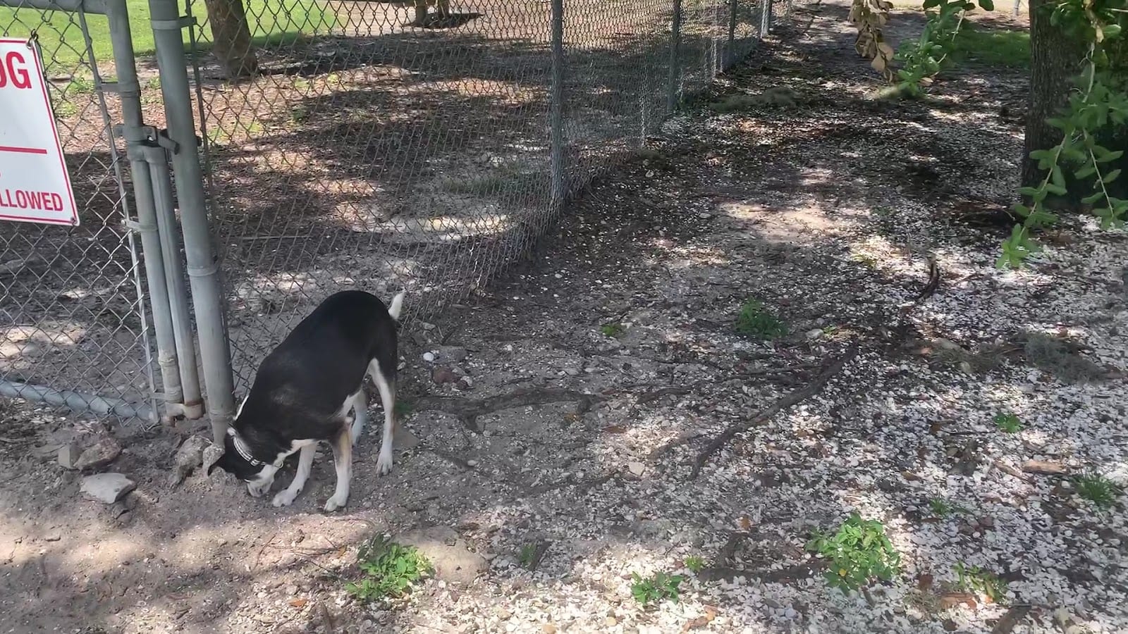 17th Street Paw Park, photo 2