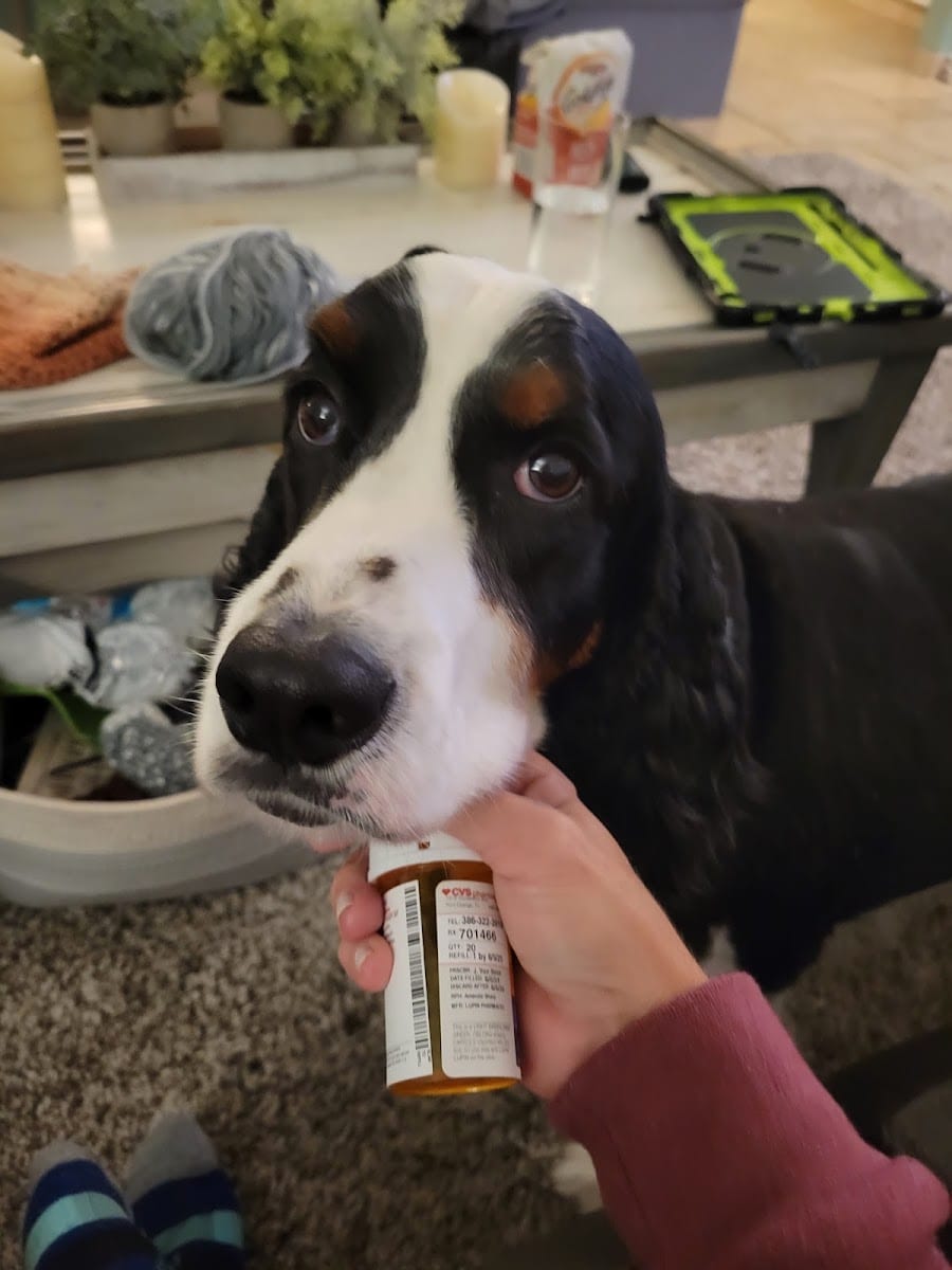 Animal Friends Dermatology