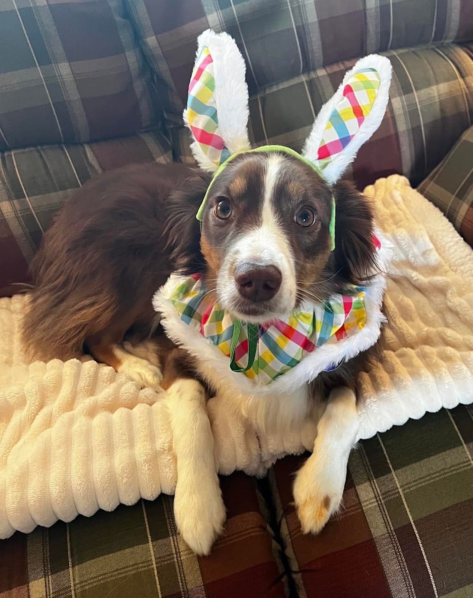 Nancy's Stay and Play, LLC